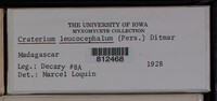 Craterium leucocephalum var. leucocephalum image